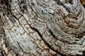 Dead wood detail Royalty Free Stock Photo