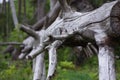 Dead wood in forest in Scotland Royalty Free Stock Photo