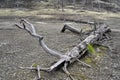 Dead Wood on Kamchatka Peninsula