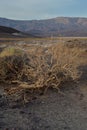 Dead wood landscape Mojave Desert, Death Valley, California USA Royalty Free Stock Photo