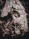 Dead Wood Layed Down Above The Soil. Kediri, East Java, Indonesia. Royalty Free Stock Photo