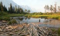 DEAD WOOD AT MARSH POND ON THE SHORES OF SAINT MARY LAKE AT WILD GOOSE ISLAND LOOKOUT POINT IN GLACIER NATIONAL PARK IN MONTANA US Royalty Free Stock Photo