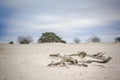 Dead wood in sanddunes in The Nederlands