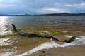 Dead wood in the sea. A snag on the sand