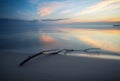 Dead wood in the sea. A snag on the sand of the beach