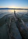 Dead wood in the sea at sunset. Royalty Free Stock Photo