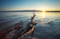 Dead wood in the sea at sunset. A snag on the sand Royalty Free Stock Photo