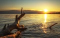 Dead wood in the sea at sunset. Royalty Free Stock Photo