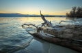 Dead wood in the sea at sunset. Royalty Free Stock Photo