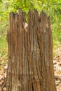 Dead wood stump