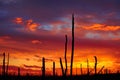 Dead wood on a sunset background Royalty Free Stock Photo