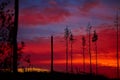 Dead wood on a sunset background Royalty Free Stock Photo