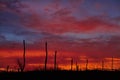 Dead wood on a sunset background Royalty Free Stock Photo