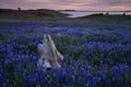 Dead Wood and wild pupins near Folsom Lake, California Royalty Free Stock Photo