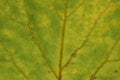 Dead yellow and green leaf texture Royalty Free Stock Photo