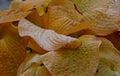 Dead yellow hosta leaves in autumn