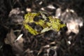 A dead yellow leaf with holes hanging over the brown dry leaves forest carpet on a spider web in scarce sun light Royalty Free Stock Photo