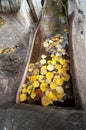 Dead yellow leaves in a log fountain