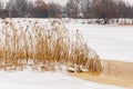 Dry yellow reeds at grey sunless foggy winter day on partly frozen river Royalty Free Stock Photo