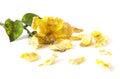 Dead yellow rose Royalty Free Stock Photo