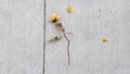 Dead Yellow Rose In The Urban Jungle Royalty Free Stock Photo