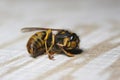 A dead wasp is laying upside down on the ground