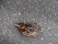 Dead young fledgeling European sparrow. In road