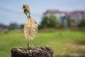 Dead young plant in dry soil on green blur. Environment concept