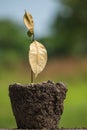 Dead young plant in dry soil on green blur. Environment concept