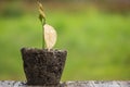 Dead young plant in dry soil on green blur. Environment concept