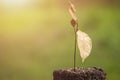 Dead young plant in dry soil on green blur. Environment concept