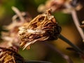 Dead brown winter zinnias 2 Royalty Free Stock Photo