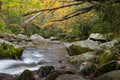 Deadfall canopy over rushing mountain water in a golden autumn landscape