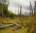 Deadfall in a Maine marsh