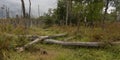 Deadfall in a Maine swamp