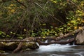 Deadfall trees over moss covered rocks and rushing mountain stream in autumn, Great Smoky Mountains