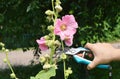 Deadhead Lavatera mallow regularly during the flowering season. Cut off the Malva flower heads as soon as the petals begin to wilt Royalty Free Stock Photo