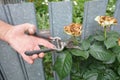 Deadheading roses. Deadheading is one of the easiest forms of pruning.