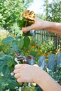 Deadheading roses. Deadheading is one of the easiest forms of pruning