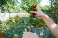 Deadheading roses. Deadheading is one of the easiest forms of pruning