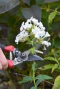 Deadheading white perennial phlox paniculata, garden phlox, panicled tall phlox flower to encourage new blooms and have more Royalty Free Stock Photo