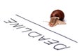 Deadline concept. The snail has crawled to the deadline. Isolated on white background