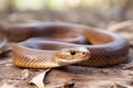 Deadly brown snake in Australia Royalty Free Stock Photo