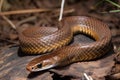 Deadly brown snake in Australia Royalty Free Stock Photo