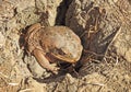 Deadly cane toad. Royalty Free Stock Photo