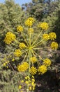 Deadly carrot, Thapsia villosa