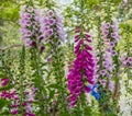 Deadly Foxglove Flowers Royalty Free Stock Photo