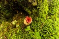 Deadly fungus. Devil's fingers, red tentacles, deadly wild nature. Clathrus Archeri, stinkhorn. Royalty Free Stock Photo