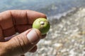 Deadly milky white sap on fruit of manchineel tree