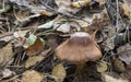 Deadly mushroom Cortinarius rubellus. Toadstools in the woods. Dangerous mushrooms